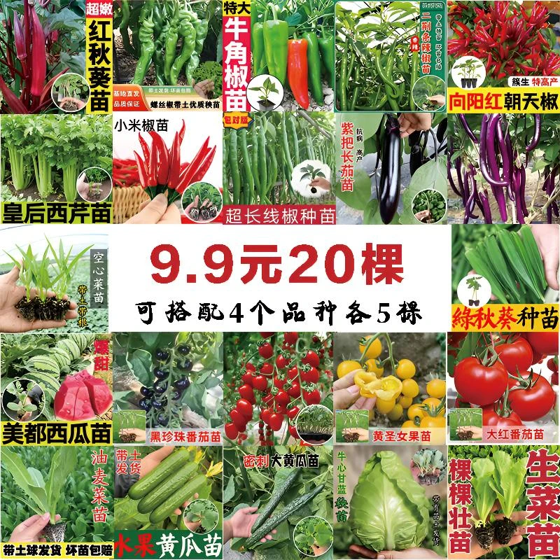 20颗辣椒苗茄子苗番茄苗黄瓜苗苦瓜苗牛心甘蓝生菜西兰花绿甘蓝油
