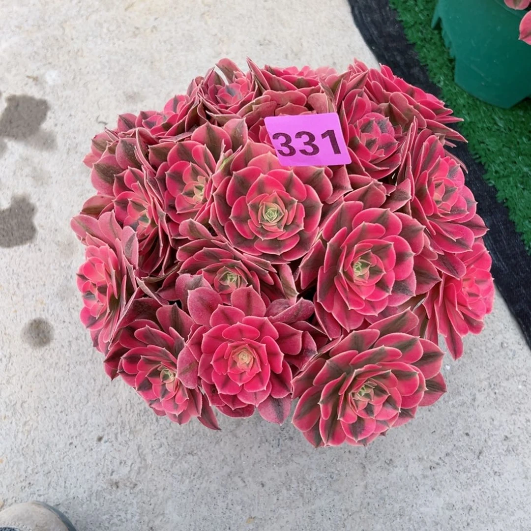 331粉女巫法师多肉植物