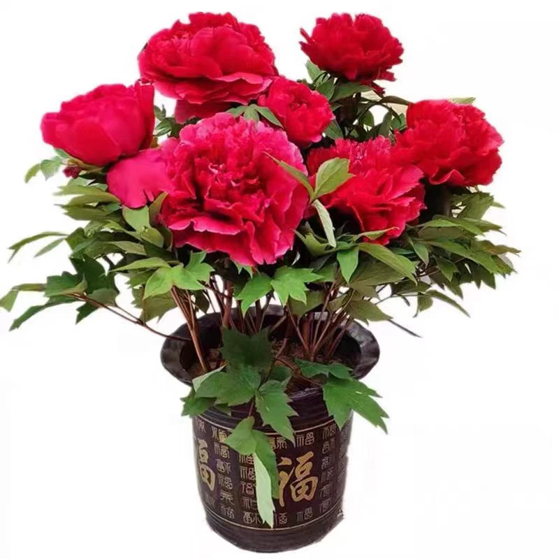 【中国红】国色天香红牡丹花苗盆栽耐寒易养护带花苞春天开花