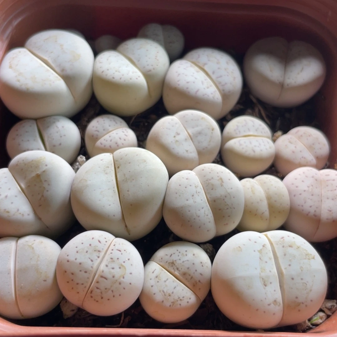 大盆特价一物一拍～20