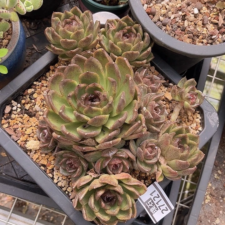溜溜球17121多肉植物