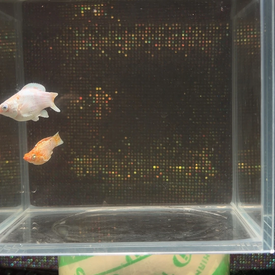 海水鱼钻眼玛丽樱花黄金