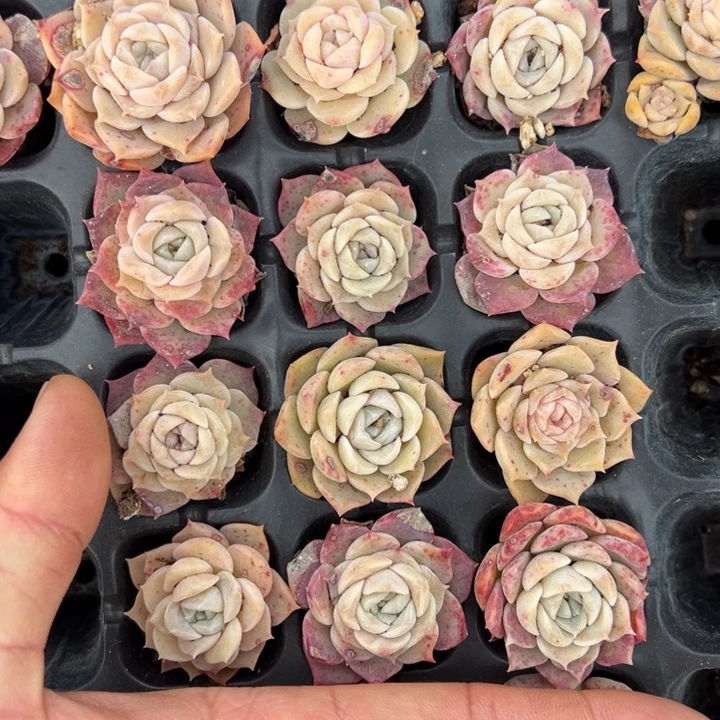 纯爱3cm叶片微瑕疵10颗多肉满20包邮下午发