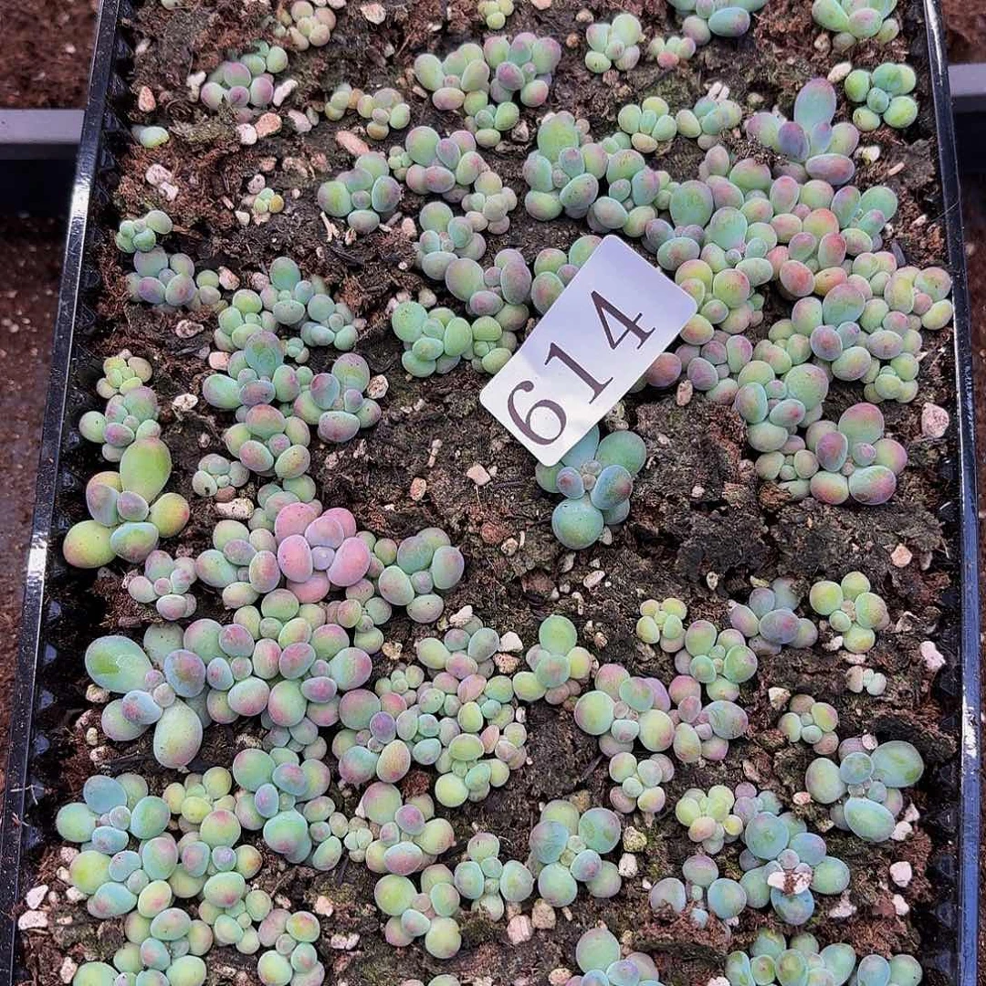 财****婆多肉植物多肉植物614