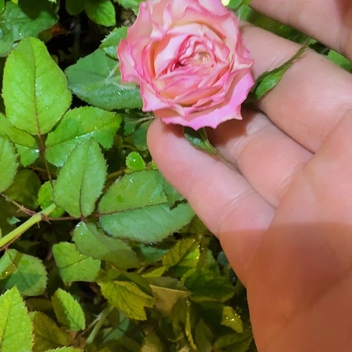 无花朵冰红丝绒小苗