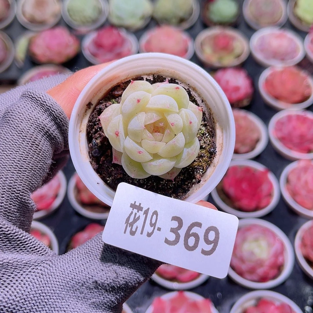 花19-369瑶台心含盆土