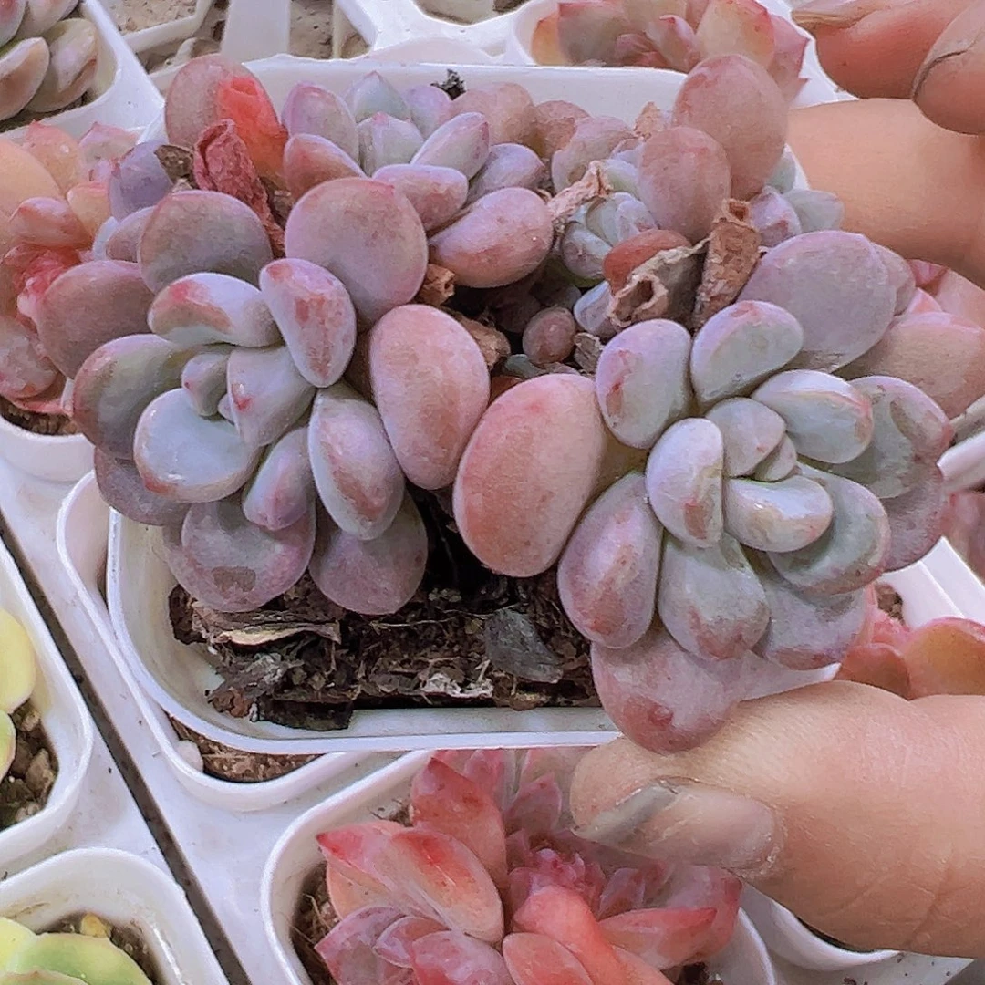 白鹭老桩群群生19包邮