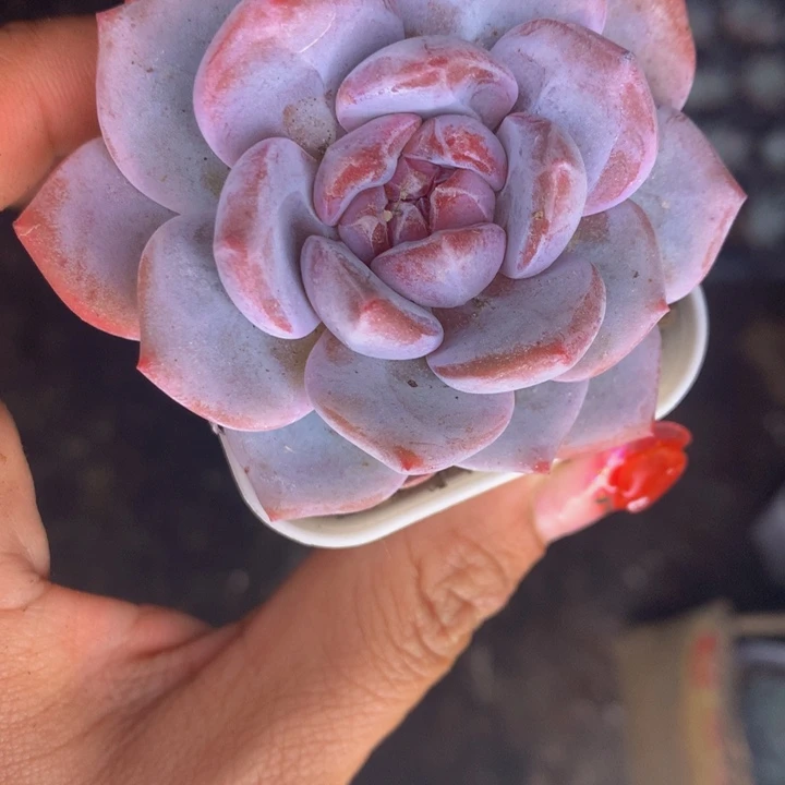 星影 （满9.99包邮不满9.99发叶子）