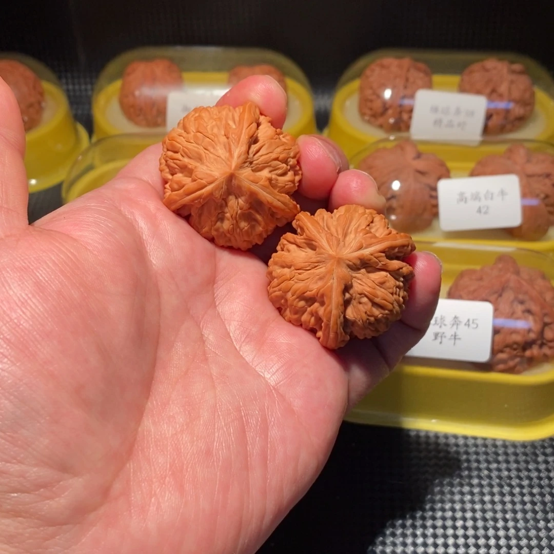 39御龙粗筋球奔精品对