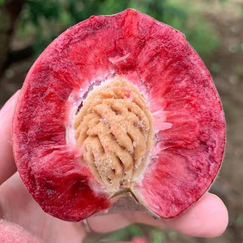 正宗朱砂红老树胭脂红血桃新鲜当季水果脆甜多汁孕妇水果现摘现发