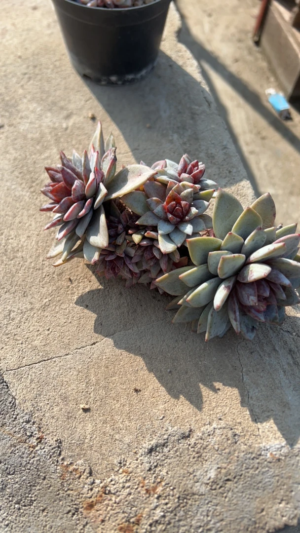 石榴姐姐瑕疵德国香槟多肉植物