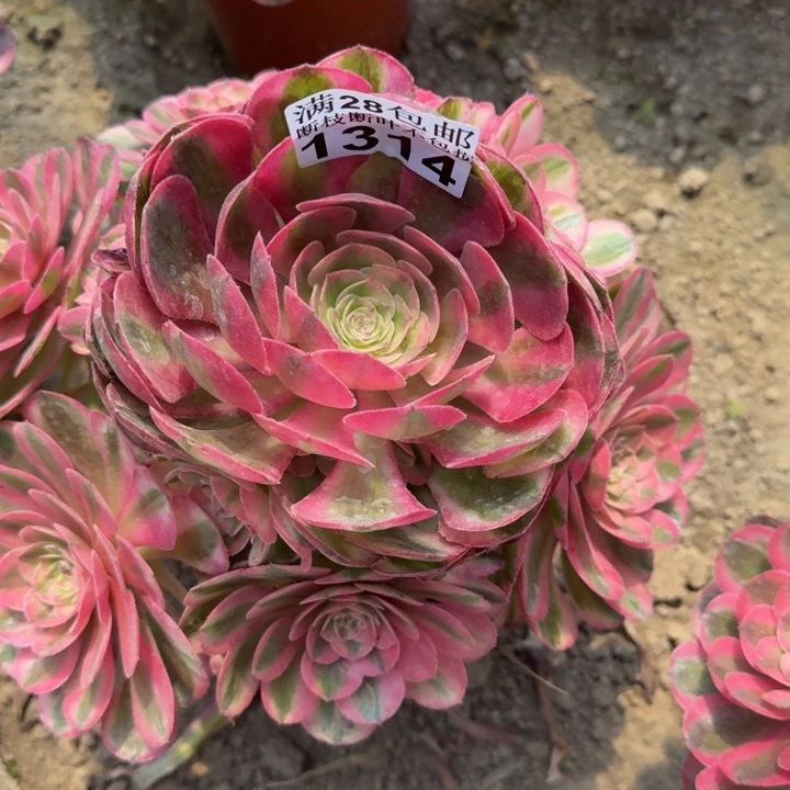 1314荔枝多肉植物