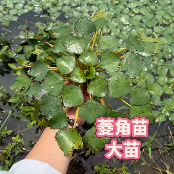 高产大菱角苗菱角菜种植四季水生植物红菱角苗黑菱角苗南北方种植