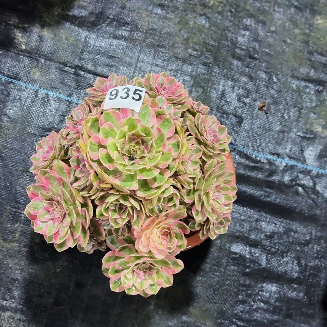 ****煜935云荷冠服25公分