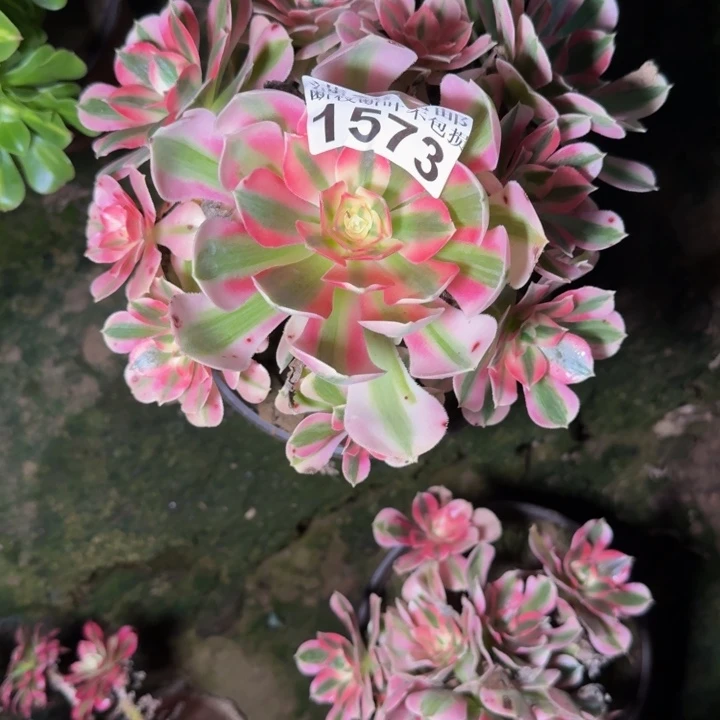 1573南女巫多肉植物