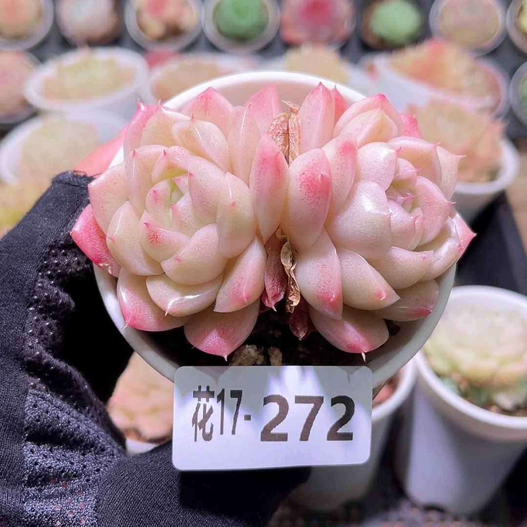 花利美17-272麦秆双头