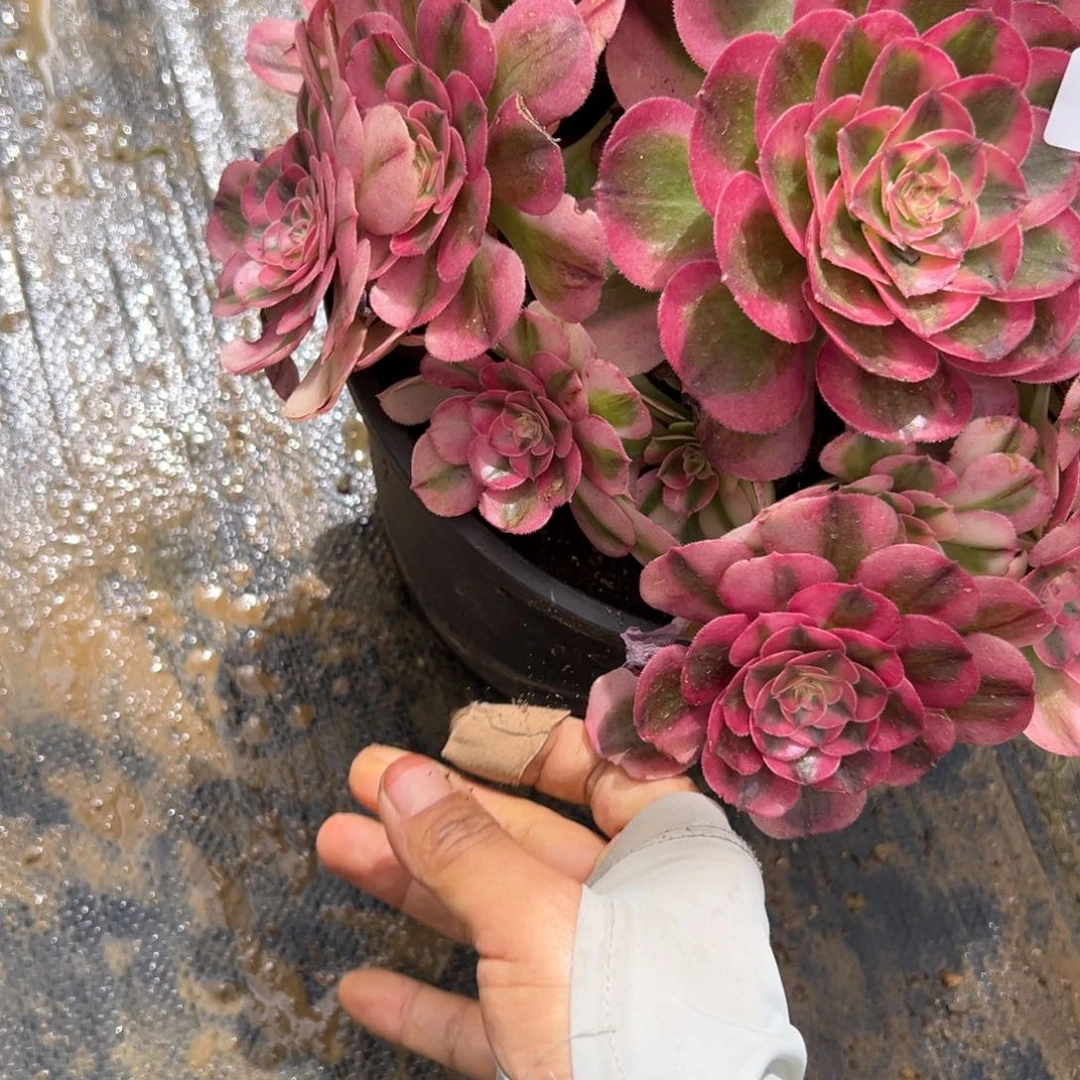 ℋ****41红荔枝中多肉植物
