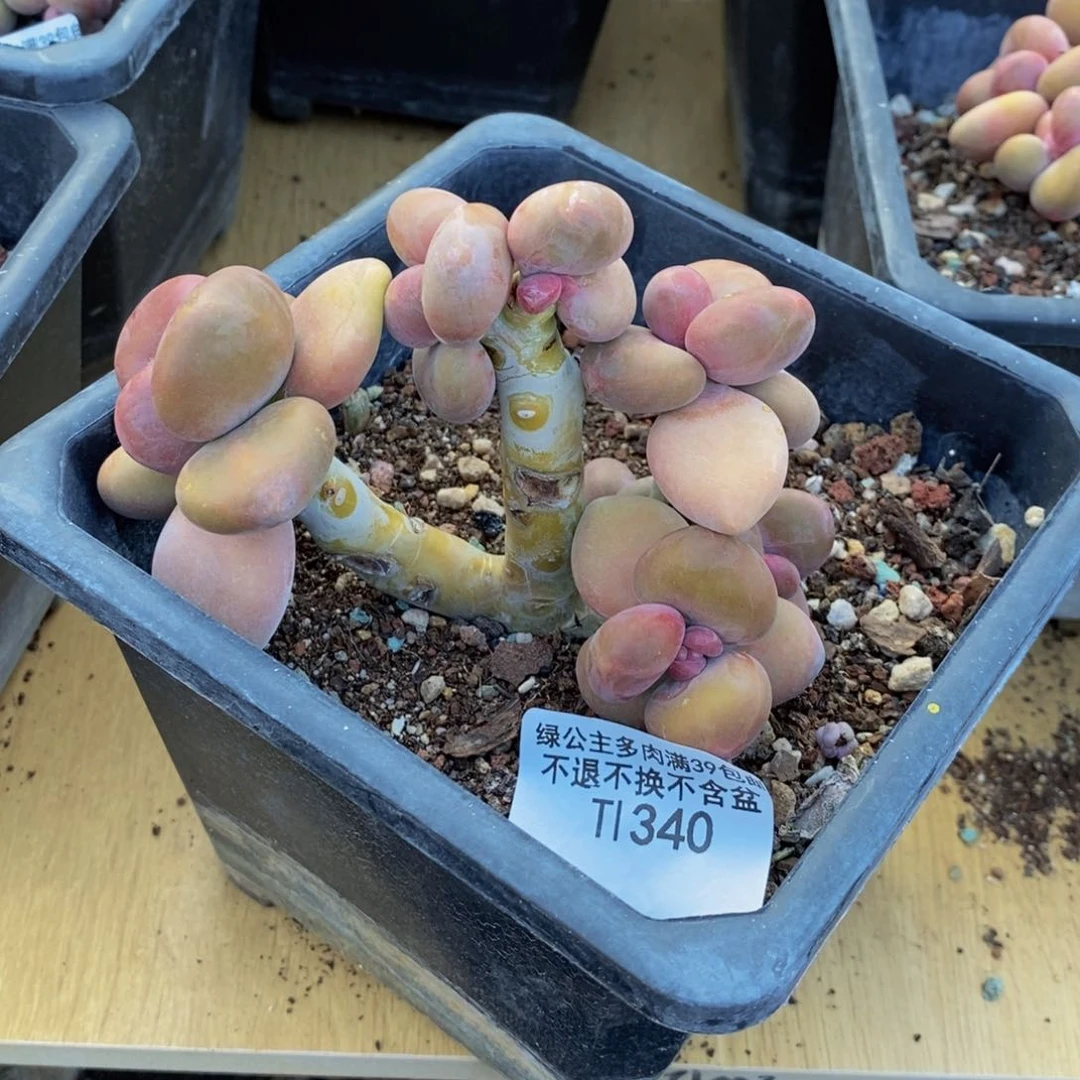 歡*এ340芒果奶kk奶多肉8cm