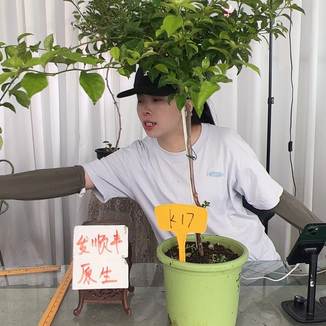 当前无花栽培后可以开花啊****嗝K17雪紫