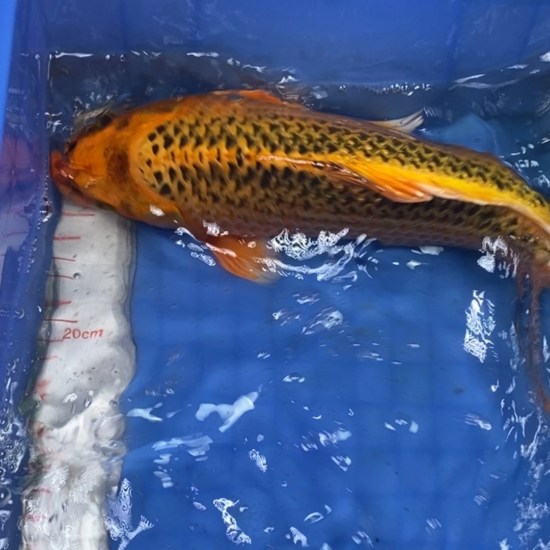 锦鲤冷水锦鲤包邮