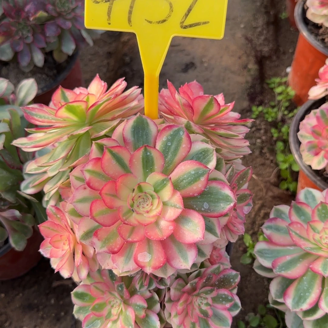 4152---倾城之恋多头