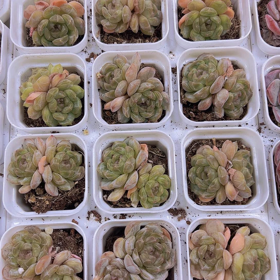 精品老桩双头白恋19包邮