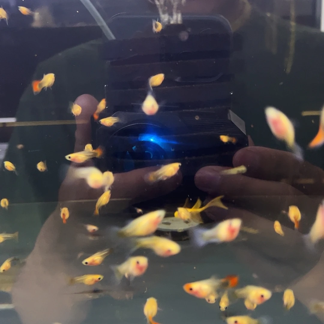 孔雀鱼王**学4对黄肉
