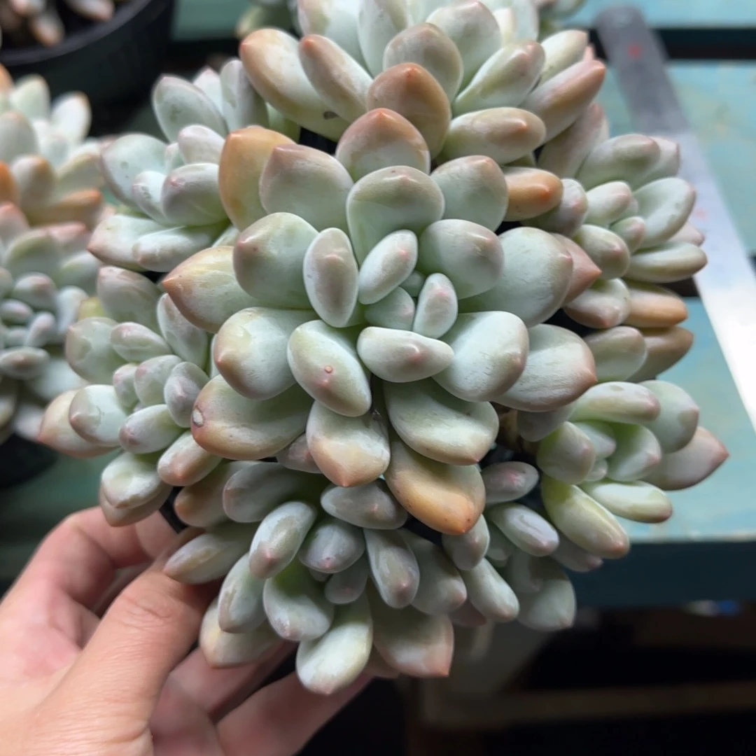 香水48，两颗78，发货点延迟