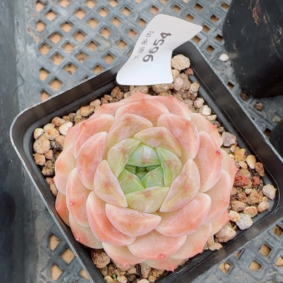 甜橙冰魄，9654多肉植物