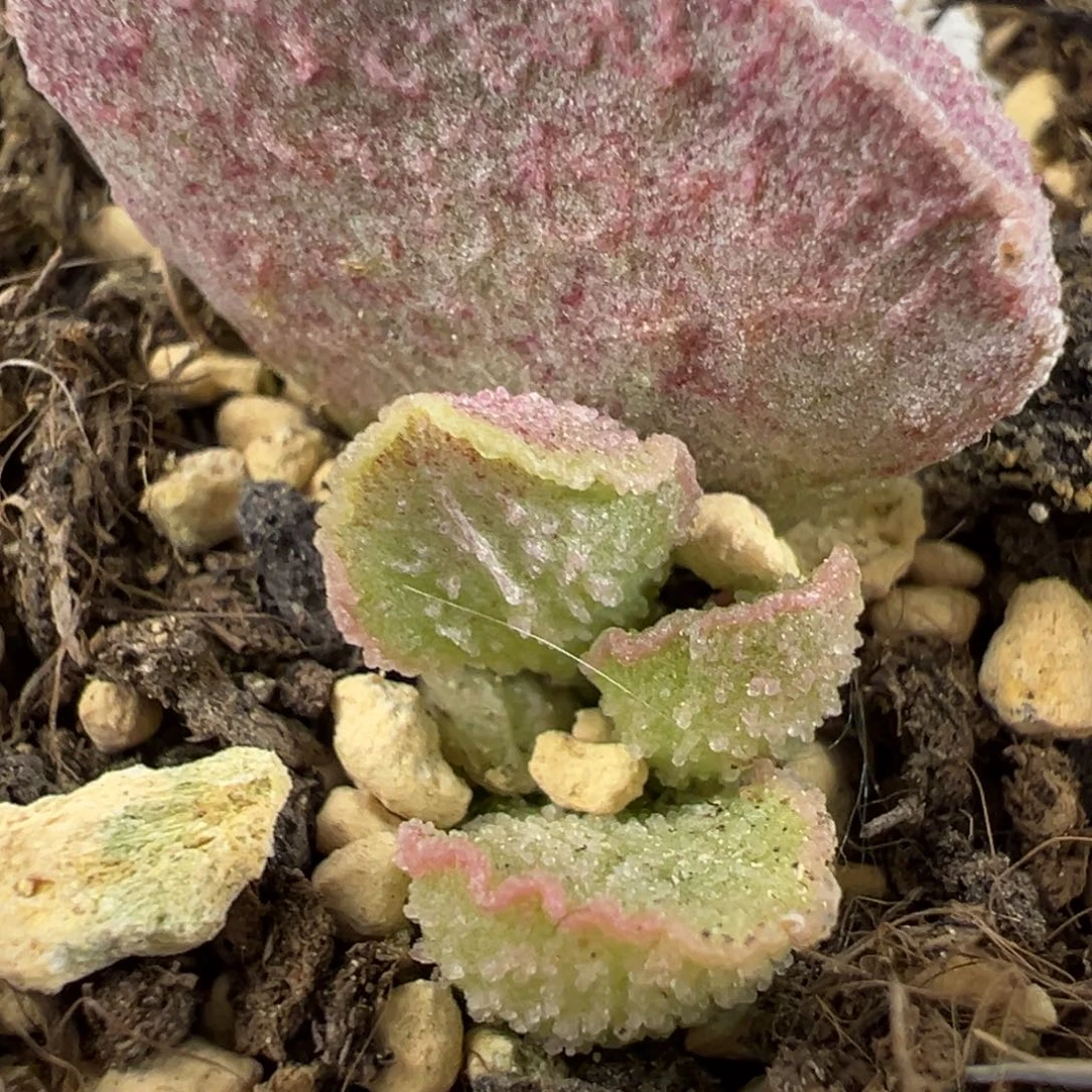 实生新品多肉植物水泡
