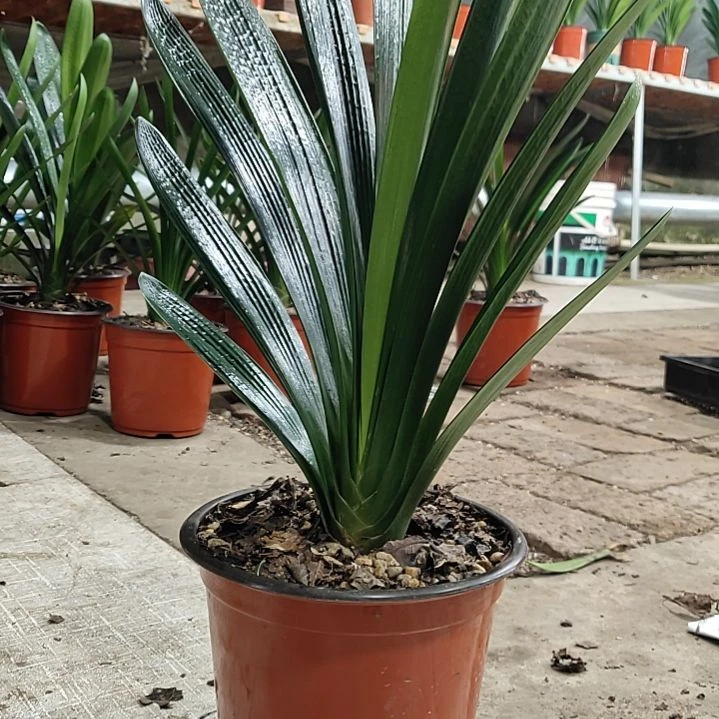 完全开放1111111111