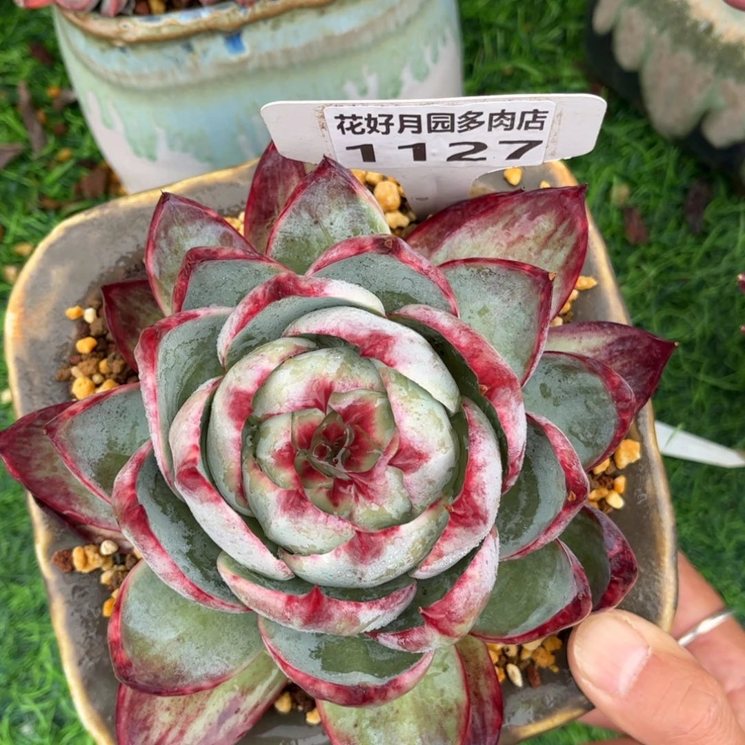 多肉1127 满30包邮