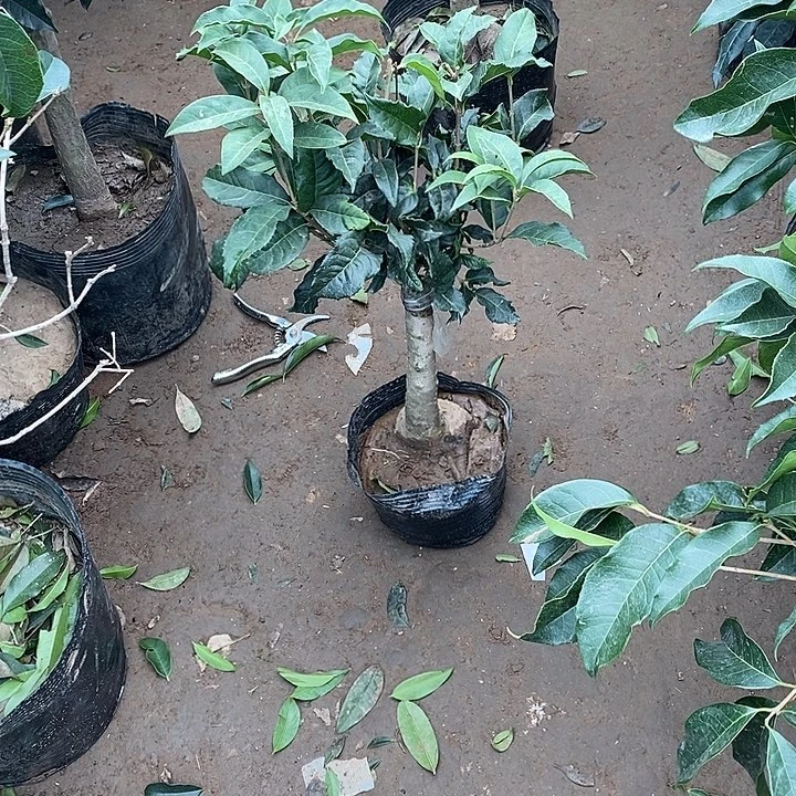 完全开放老金规划