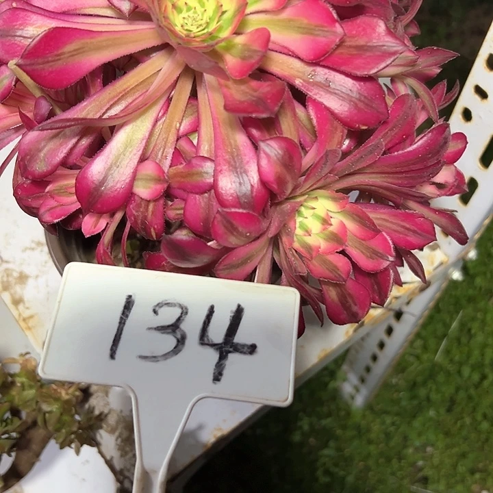 多肉植物红铜白法师