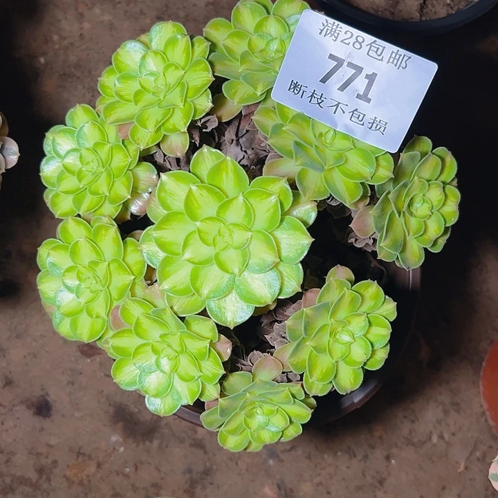 771韶华多肉植物保护