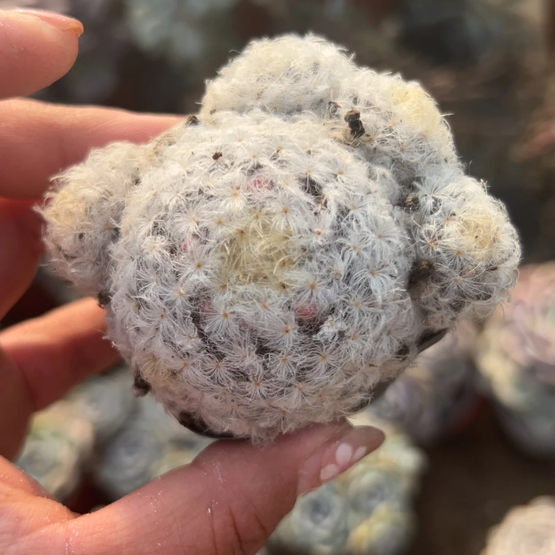 多肉植物百星开花