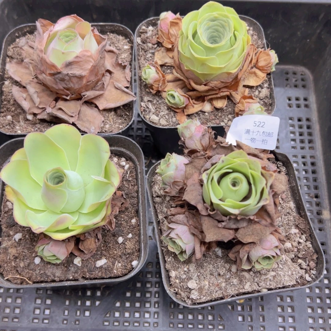 522 侧牙掉了不包损无售后