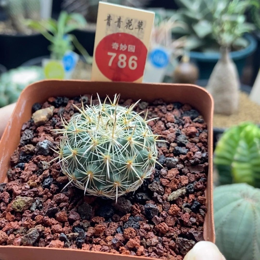 实生顶花圣雄丸3cm