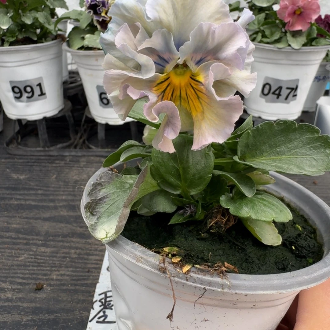 全部花朵730号木村