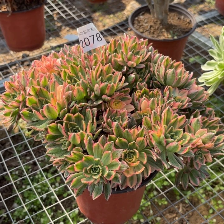 甜茶多肉法师2078