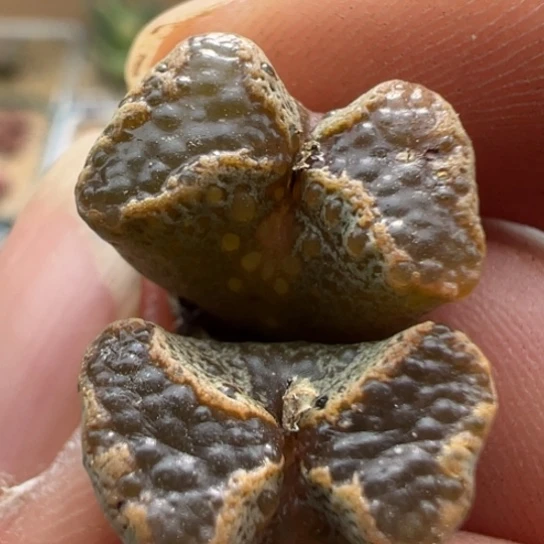 绿蝴蝶勋章全窗一颗979。