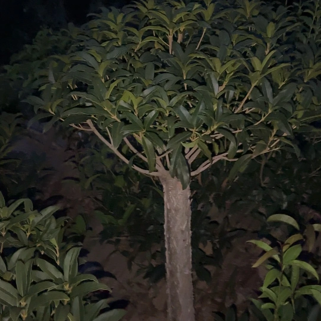 神***鹰无花朵桂花。八月桂系列