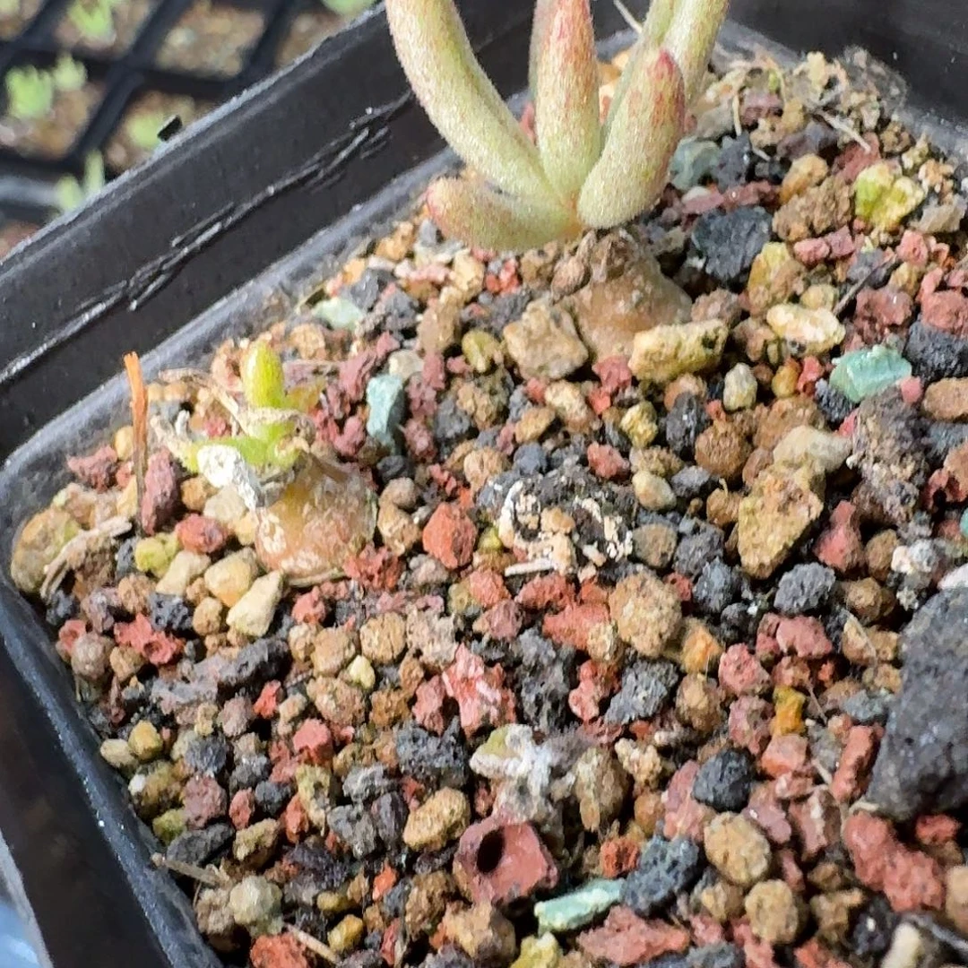 何丽奇峰锦带盆一份