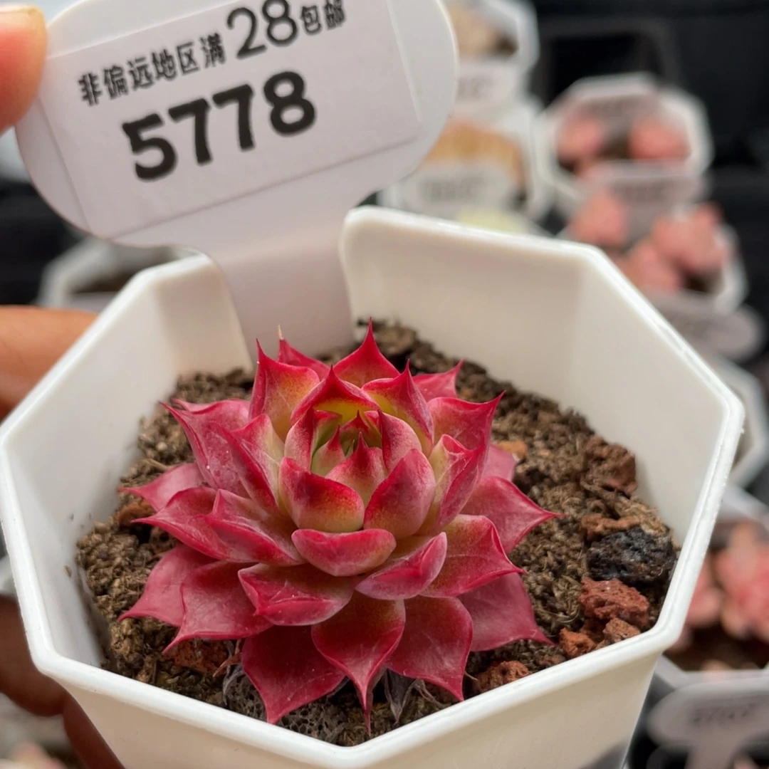 小海螺5778-4.0厘米左右