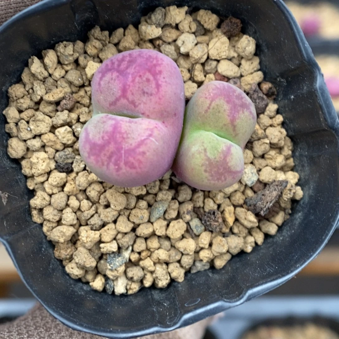 多肉植物肉锥杂交K-3470