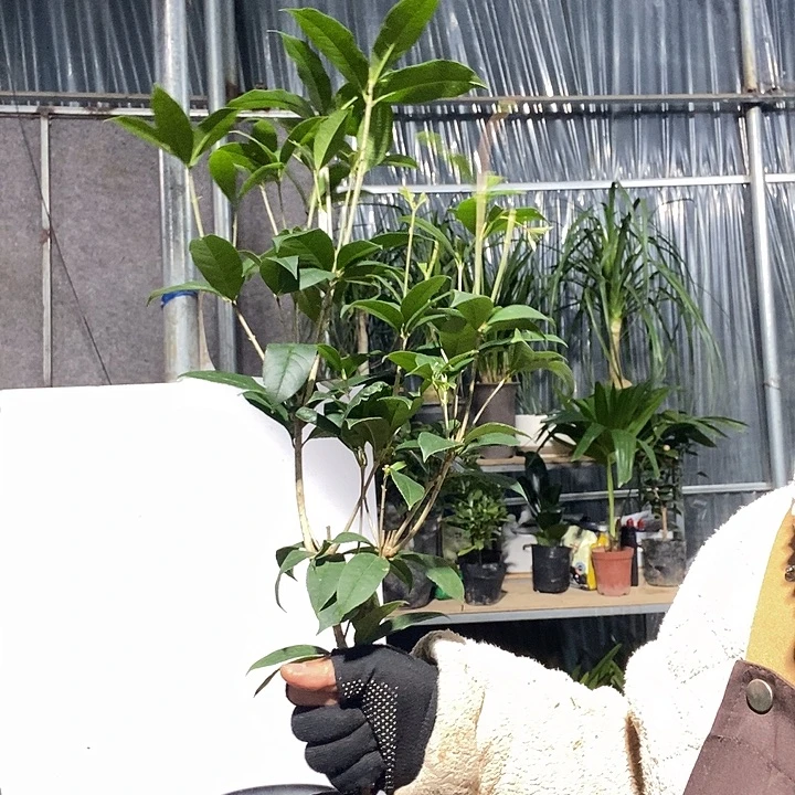 完全开放处理桂花冻坏不赔9.9的