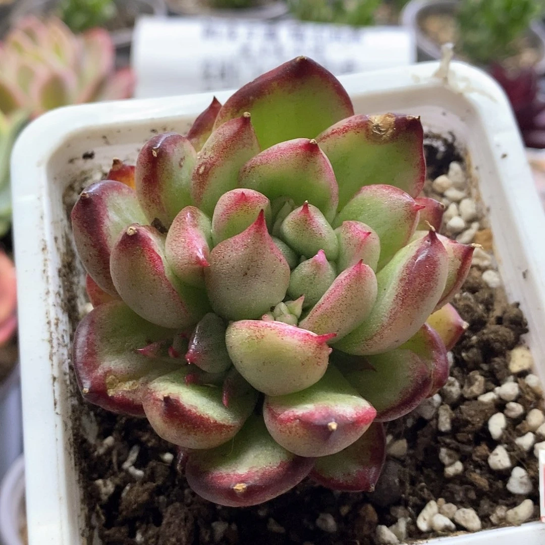 1653大王乌木锦多肉