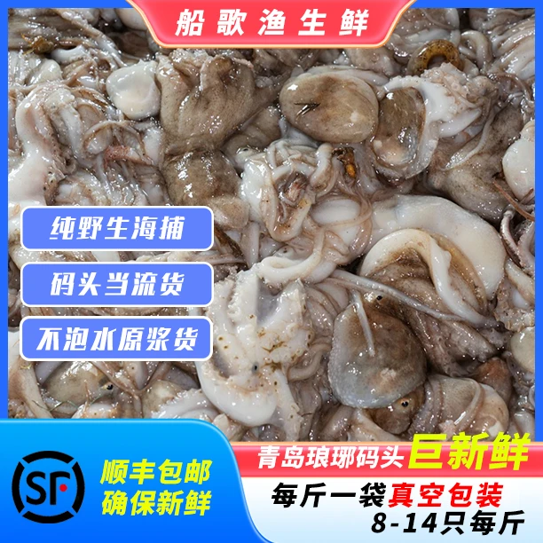 章鱼 八爪鱼 短腿小八代 小蛸 青岛本港纯野生 八带鱼 原浆