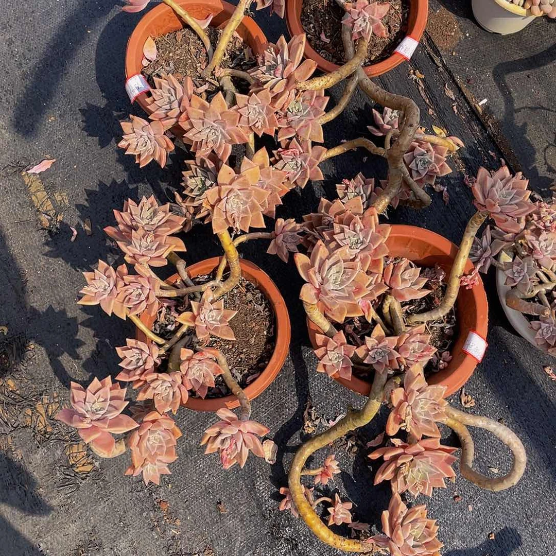 不****月血色黄昏多肉植物4颗