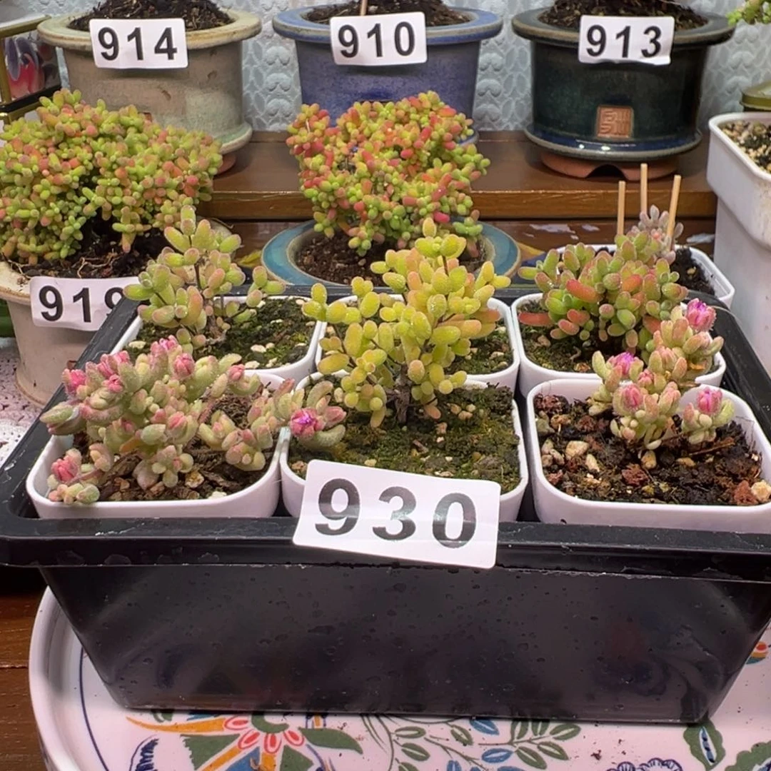 一***子枝干番杏多肉植物930